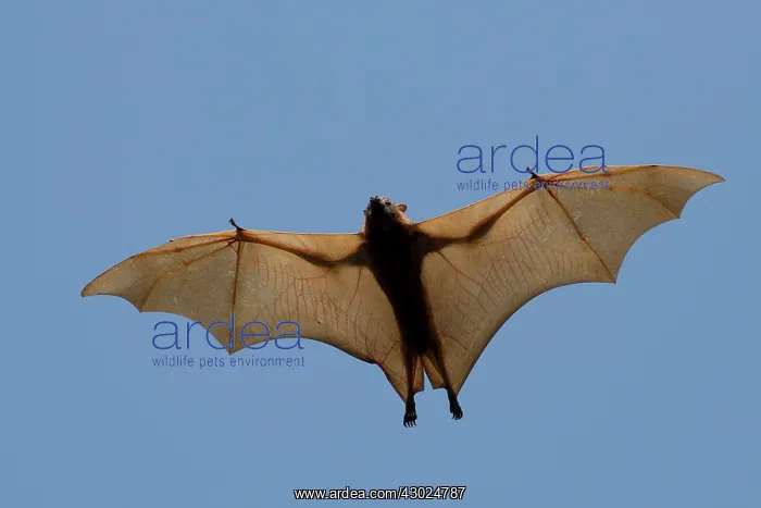 : Little Red Flying Fox in flight at Elliot Northern Te : Little Red Flying Fox in flight at Elliot Northern Te