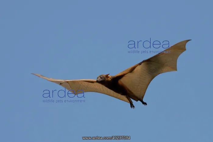 : Little Red Flying Fox in flight at Elliot Northern Te : Little Red Flying Fox in flight at Elliot Northern Te