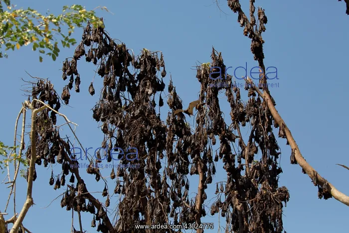 : Little Red Flying Fox hundreds sleeping in a tree at E : Little Red Flying Fox hundreds sleeping in a tree at E