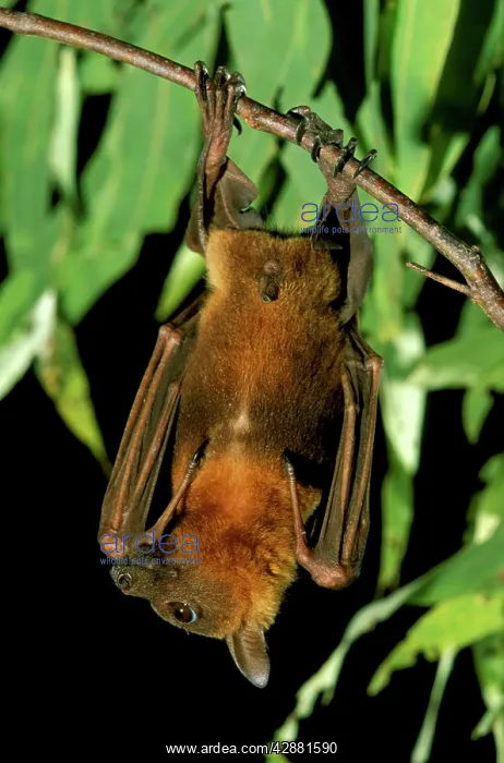 : Little Red Flying Fox - Roosting : Little Red Flying Fox - Roosting