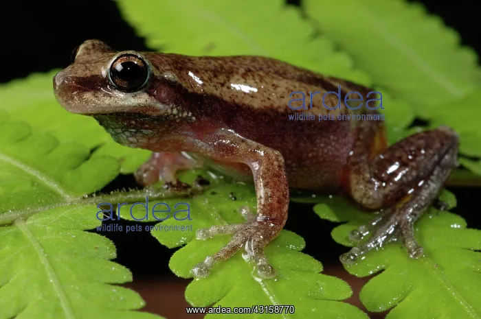 : Little Red Frog (Litoria rubella) : Little Red Frog (Litoria rubella)