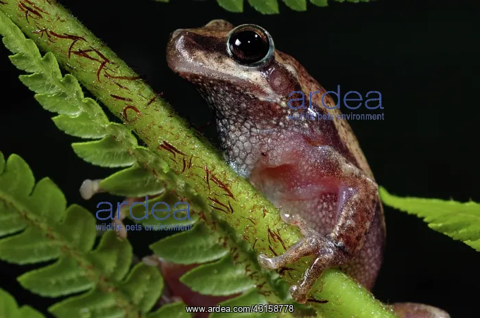 : Little Red Frog (Litoria rubella) : Little Red Frog (Litoria rubella)