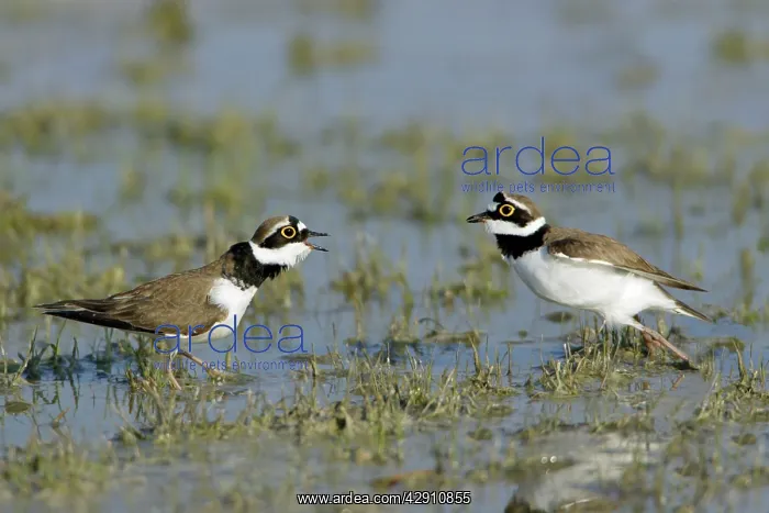 : Little Ringed Plover - 2 males fighting in lake : Little Ringed Plover - 2 males fighting in lake
