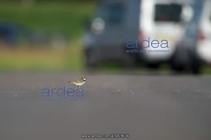 : Little Ringed Plover : Little Ringed Plover