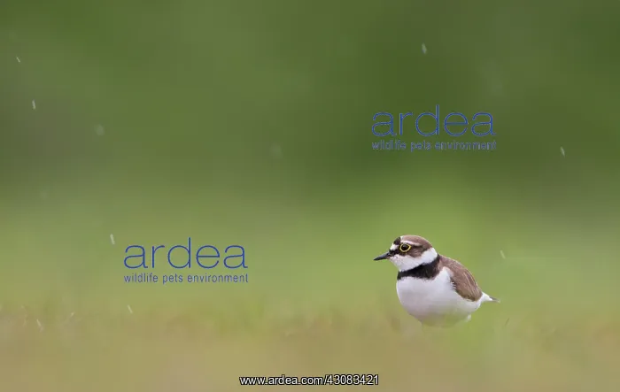 : Little Ringed Plover : Little Ringed Plover