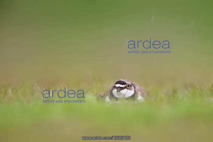 : Little Ringed Plover : Little Ringed Plover