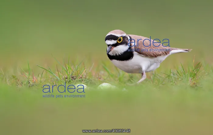 : Little Ringed Plover : Little Ringed Plover