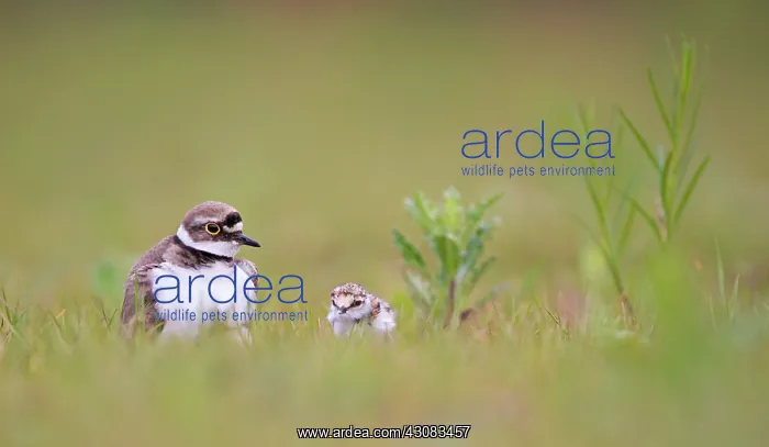 : Little Ringed Plover : Little Ringed Plover