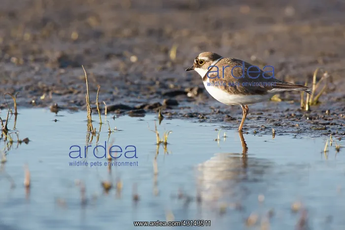 : Little Ringed Plover : Little Ringed Plover