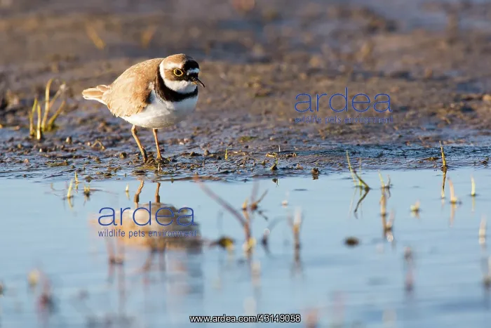 : Little Ringed Plover : Little Ringed Plover