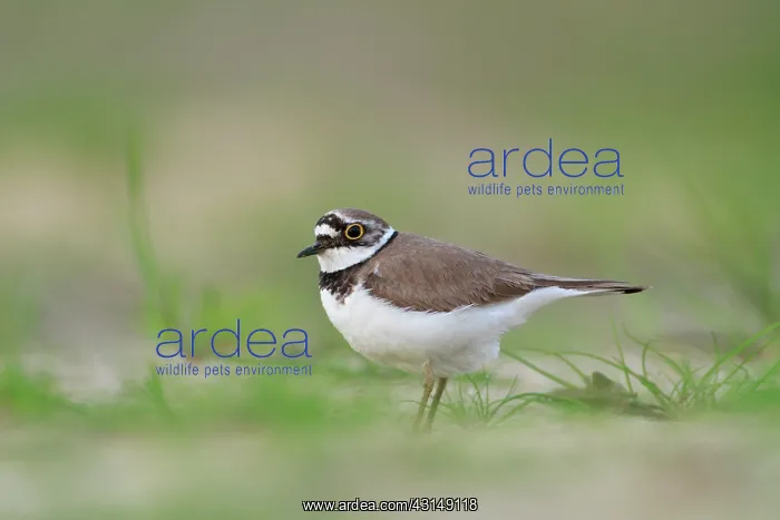 : Little Ringed Plover : Little Ringed Plover