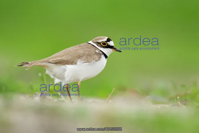 : Little Ringed Plover : Little Ringed Plover