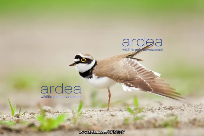 : Little Ringed Plover : Little Ringed Plover