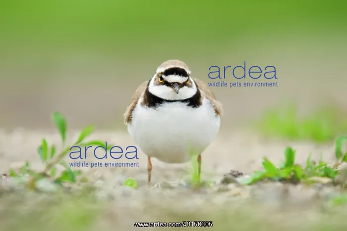 : Little Ringed Plover : Little Ringed Plover