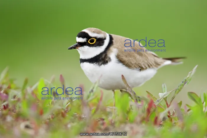 : Little Ringed Plover : Little Ringed Plover