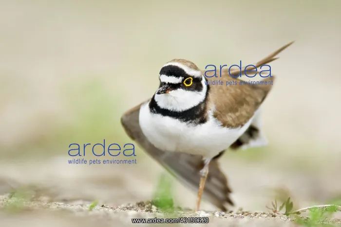 : Little Ringed Plover : Little Ringed Plover