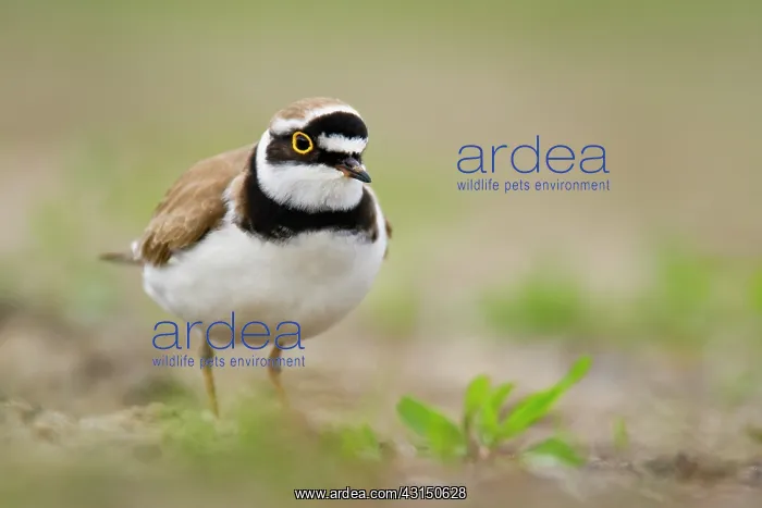 : Little Ringed Plover : Little Ringed Plover