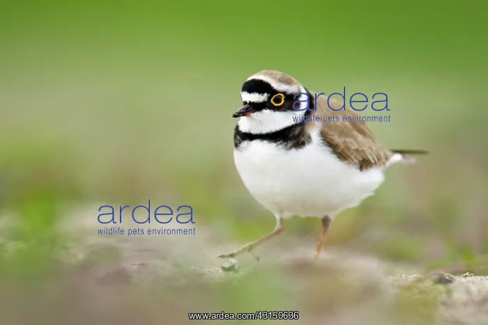 : Little Ringed Plover : Little Ringed Plover