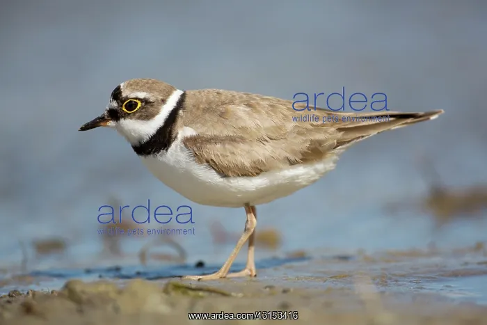 : Little Ringed Plover : Little Ringed Plover