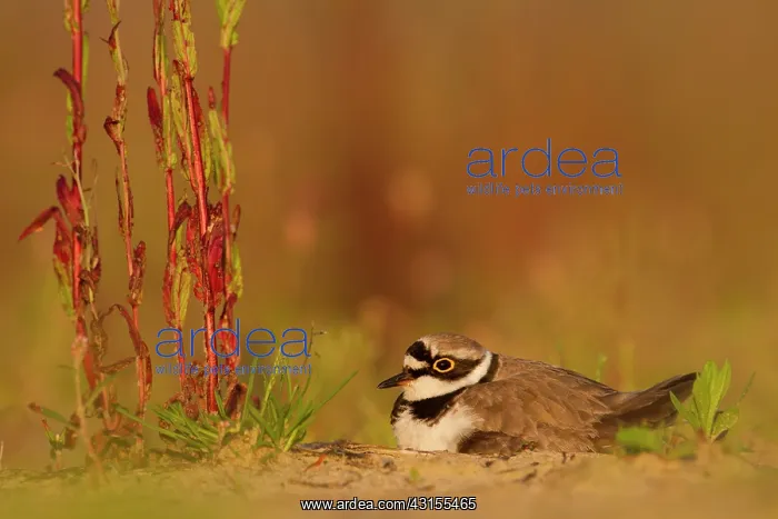 : Little Ringed Plover : Little Ringed Plover