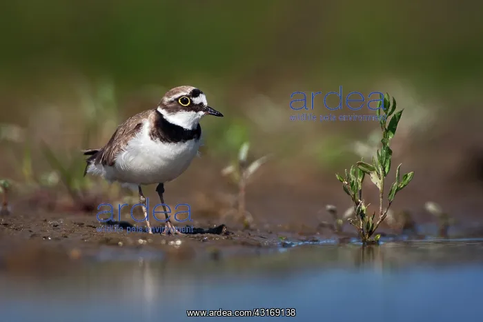 : Little Ringed Plover : Little Ringed Plover