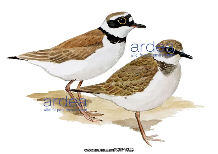 : Little Ringed Plover : Little Ringed Plover