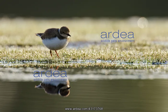 : Little Ringed Plover : Little Ringed Plover