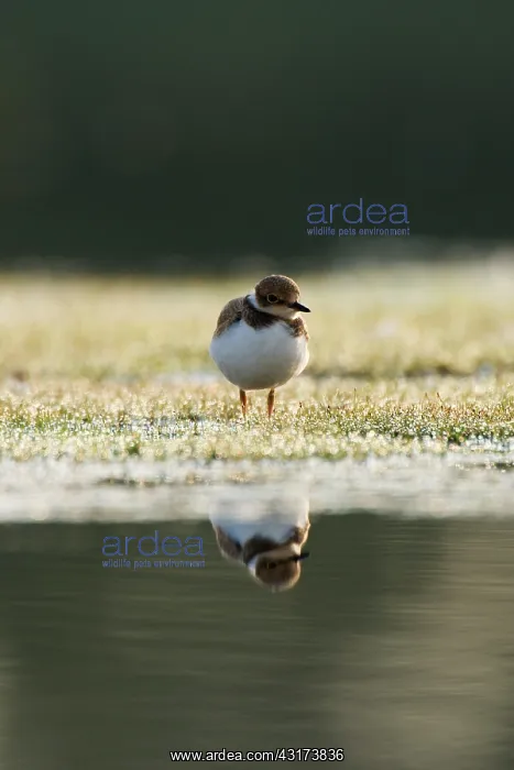 : Little Ringed Plover : Little Ringed Plover