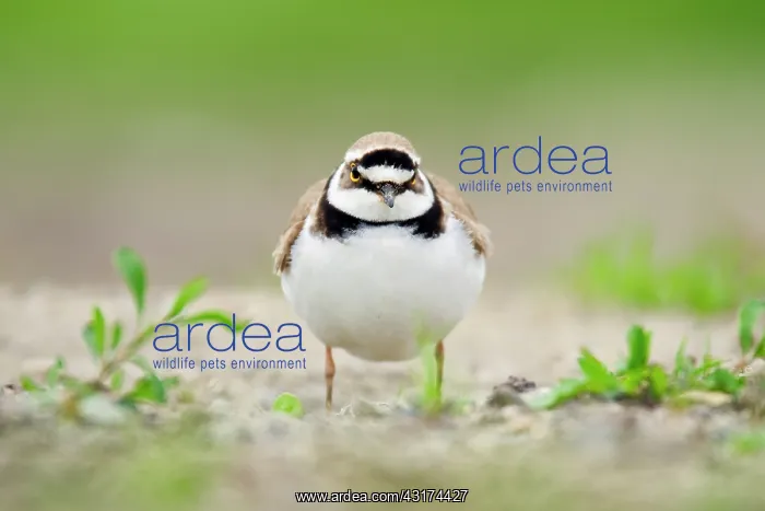 : Little Ringed Plover : Little Ringed Plover
