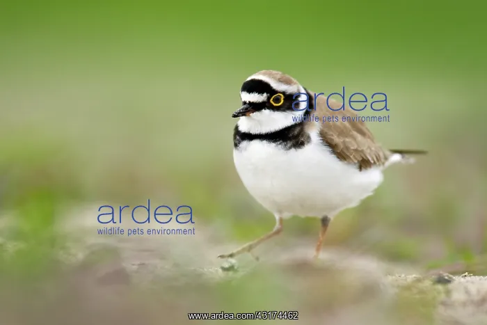 : Little Ringed Plover : Little Ringed Plover