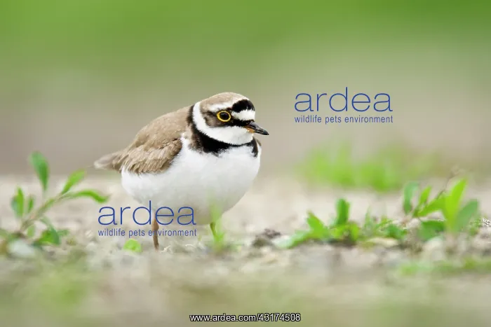 : Little Ringed Plover : Little Ringed Plover