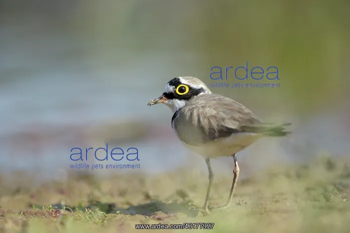 : Little Ringed Plover : Little Ringed Plover