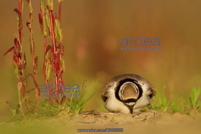 : Little Ringed Plover : Little Ringed Plover