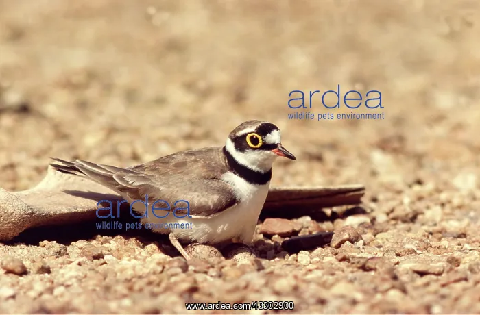 : LITTLE RINGED PLOVER : LITTLE RINGED PLOVER
