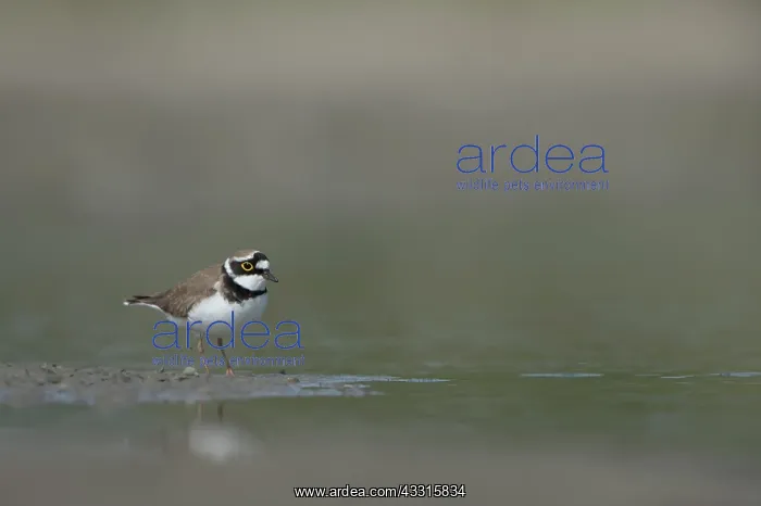 : Little Ringed Plover : Little Ringed Plover