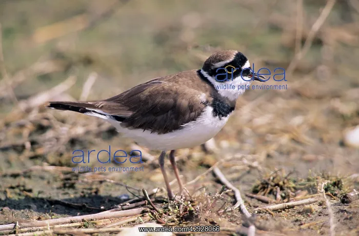 : Little Ringed PLOVER - Adult calling : Little Ringed PLOVER - Adult calling