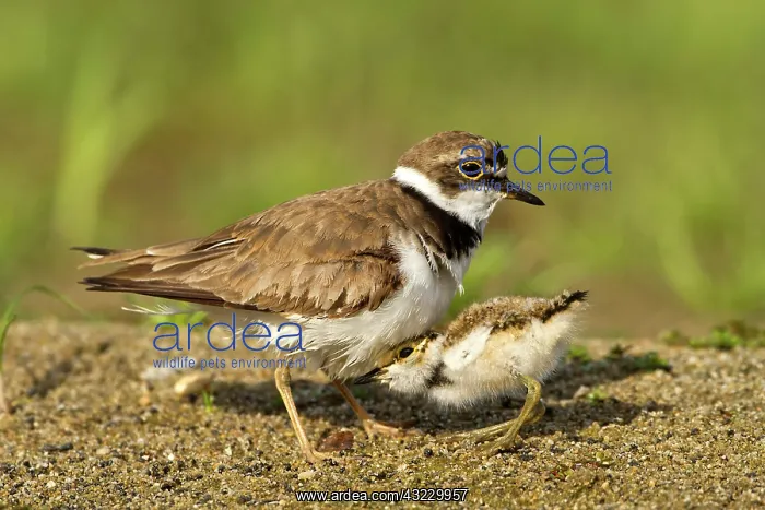 : Little Ringed Plover, adult and chick on a bank : Little Ringed Plover, adult and chick on a bank