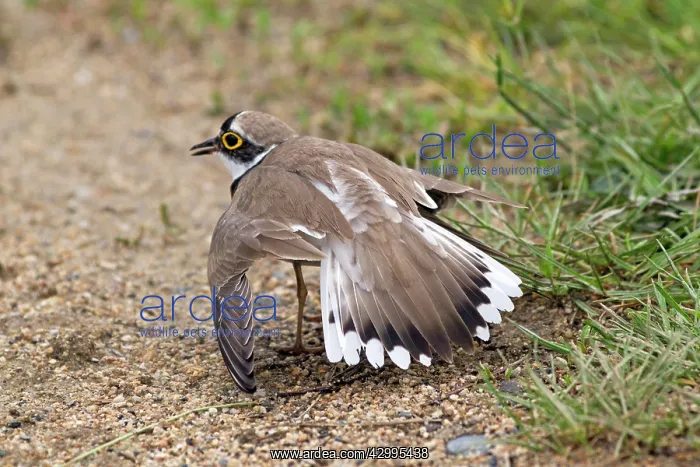 : Little Ringed Plover - adult faking injury to distract : Little Ringed Plover - adult faking injury to distract