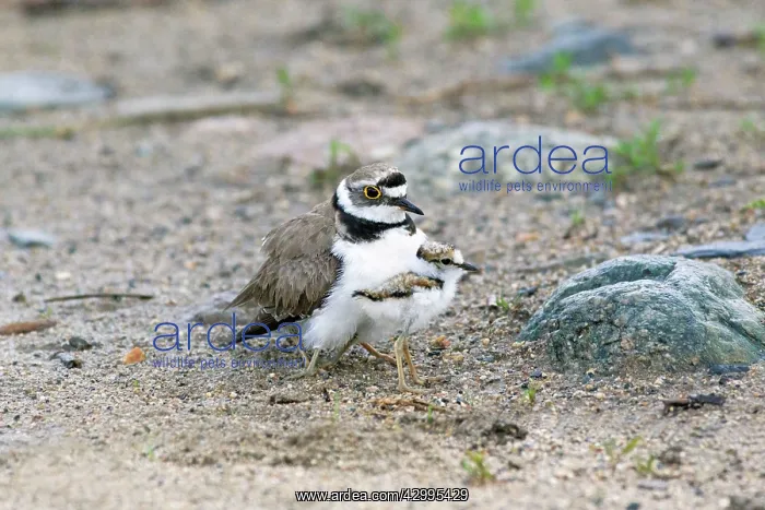 : Little Ringed Plover - adult tending chicks Bulgaria : Little Ringed Plover - adult tending chicks Bulgaria