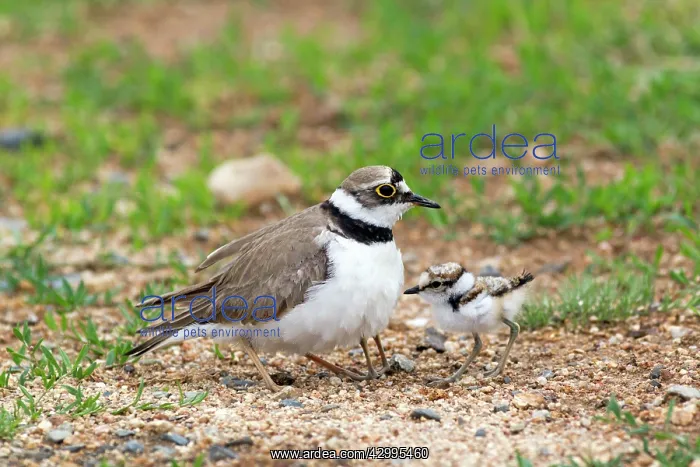 : Little Ringed Plover - adult tending chicks Bulgaria : Little Ringed Plover - adult tending chicks Bulgaria