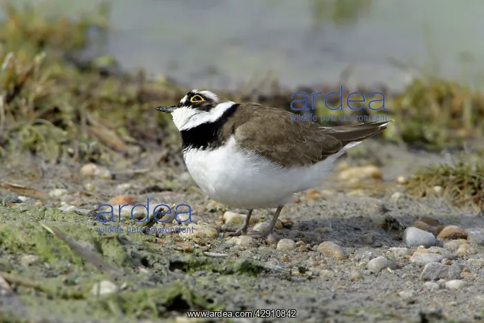 : Little Ringed Plover - alert to bird of prey flying overhead : Little Ringed Plover - alert to bird of prey flying overhead