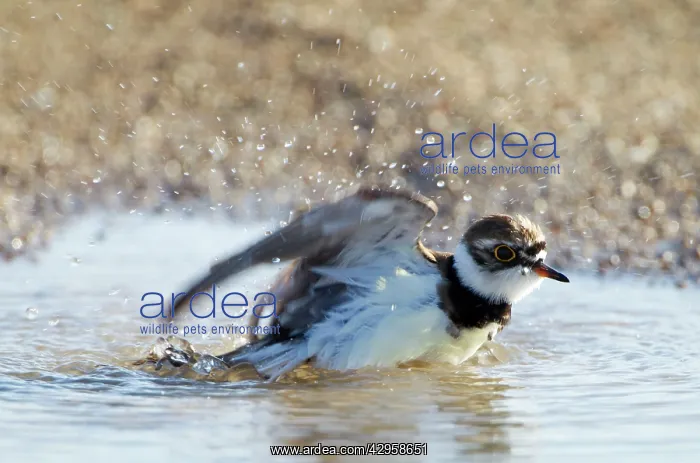 : Little-ringed Plover - bathing in puddle : Little-ringed Plover - bathing in puddle