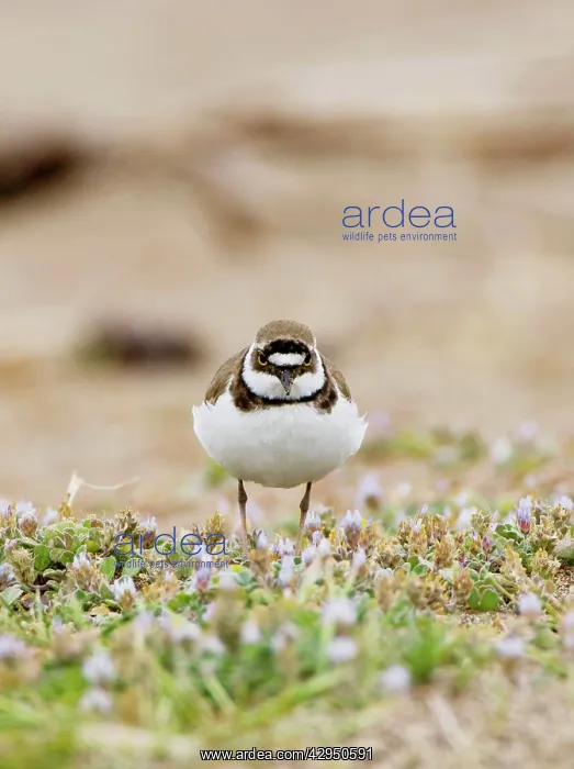 : Little Ringed Plover on beech among spring flowers : Little Ringed Plover on beech among spring flowers