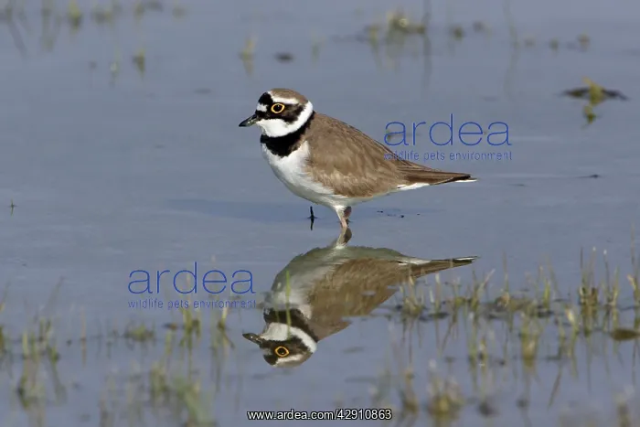 : Little Ringed Plover - bird's reflection in lake : Little Ringed Plover - bird's reflection in lake