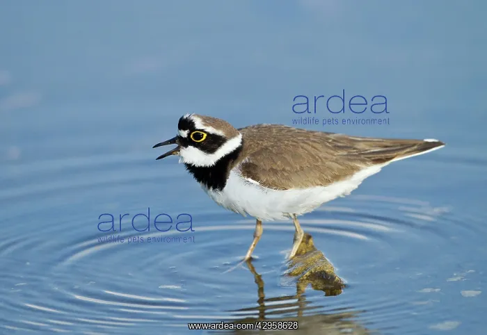 : Little-ringed Plover - calling : Little-ringed Plover - calling