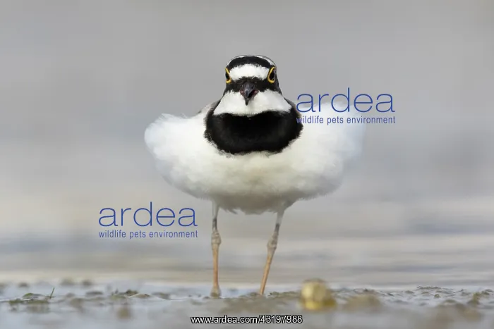 : Little Ringed Plover (Charadrius dubius), front : Little Ringed Plover (Charadrius dubius), front
