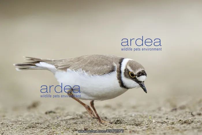 : Little Ringed Plover (Charadrius dubius) female foraging : Little Ringed Plover (Charadrius dubius) female foraging
