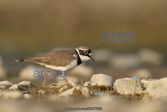  : Little Ringed Plover (Charadrius dubius) male