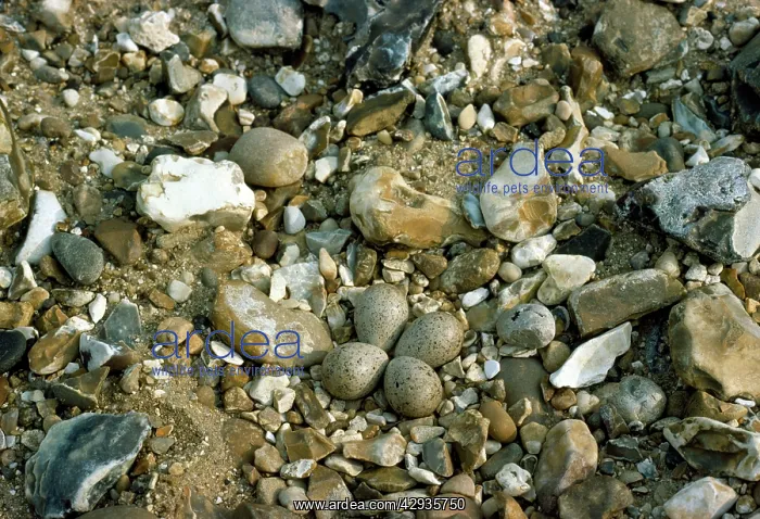  : Little Ringed Plover - eggs