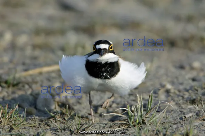 : Little Ringed Plover - frontal view, male displaying : Little Ringed Plover - frontal view, male displaying